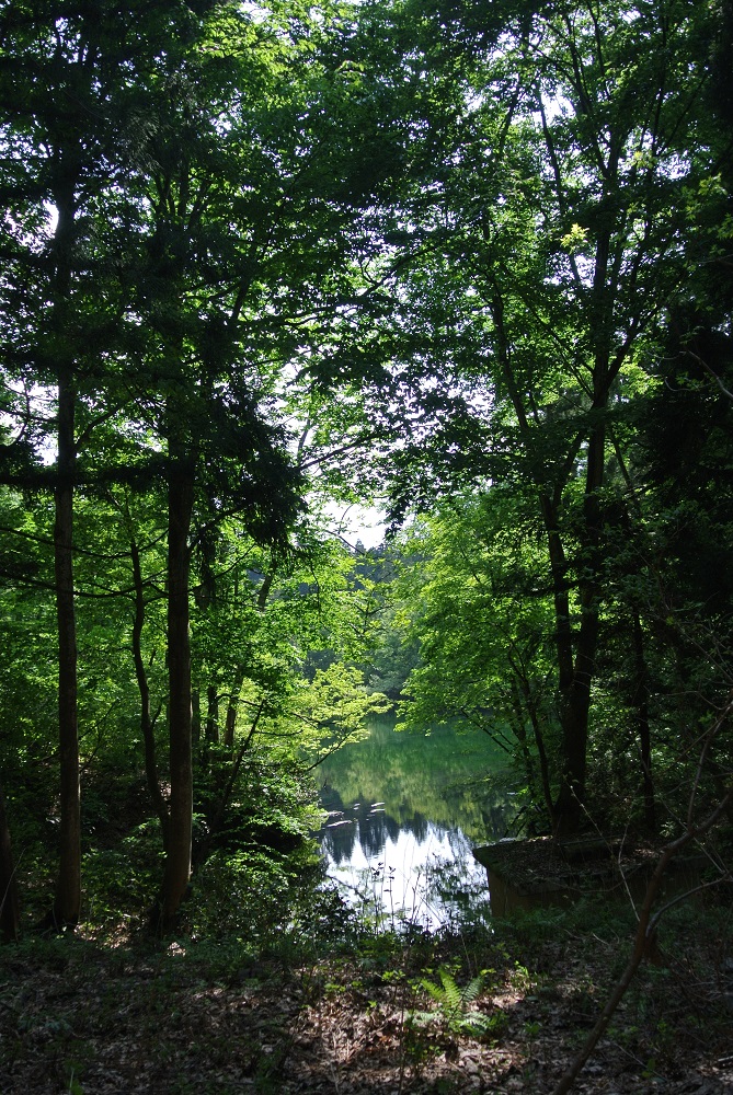 木の隙間から見た竜ヶ窪の池の写真